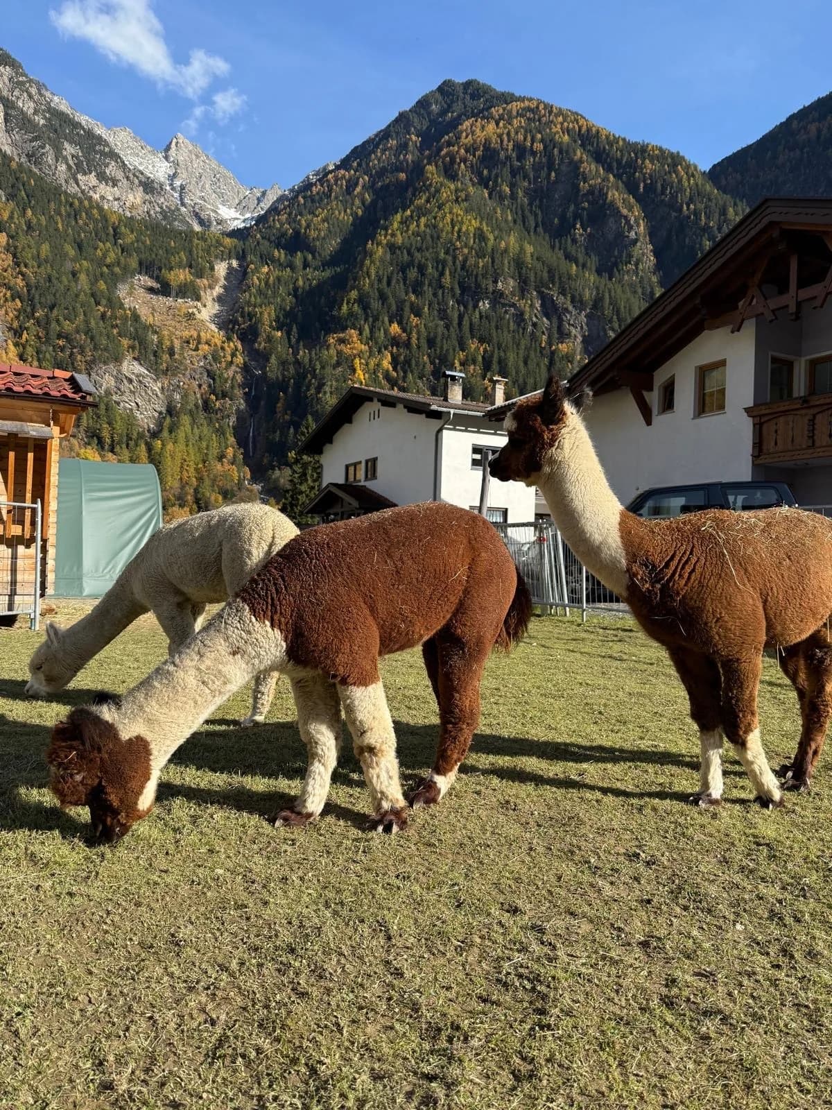 Alpakas bei einer Wanderung im Ötztal mit Bergen im Hintergrund