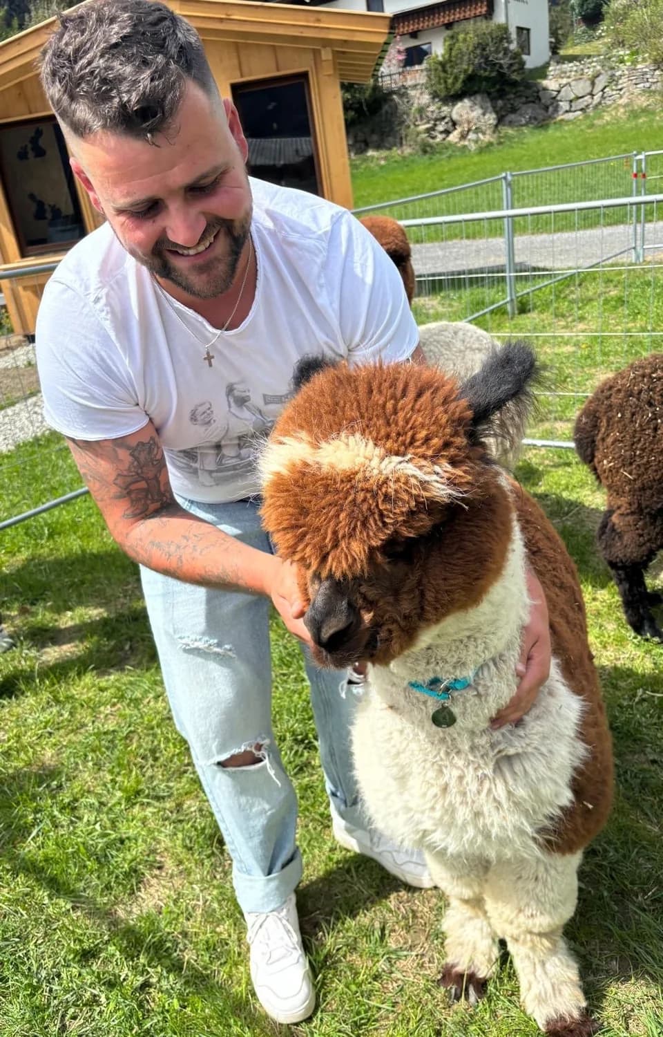 Betreuer mit braunem Alpaka auf einer Wiese in Tirol