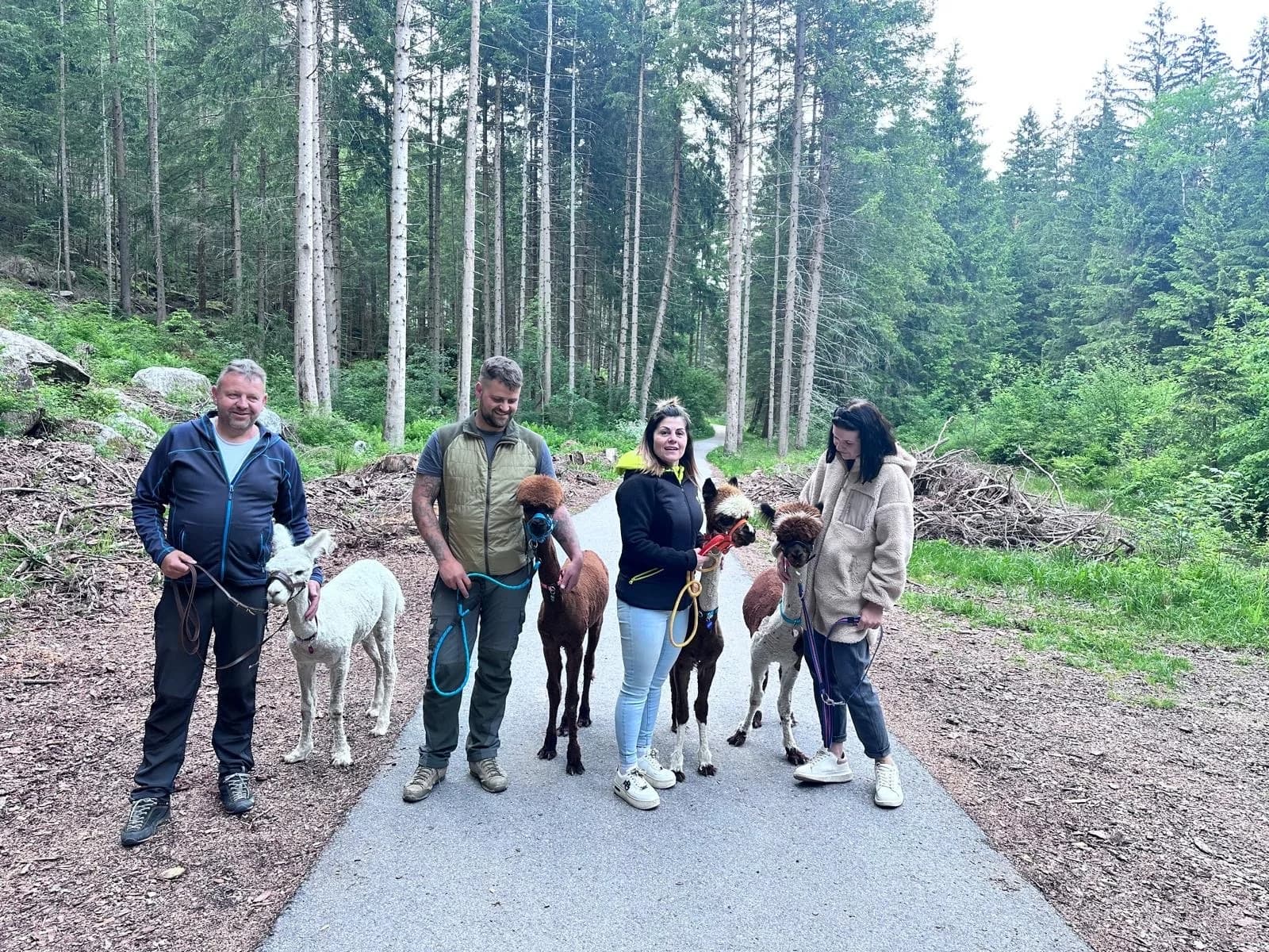 Gruppe bei einer geführten Alpaka-Wanderung im Ötztal